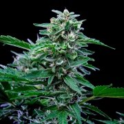 CBD Mix – product view 8