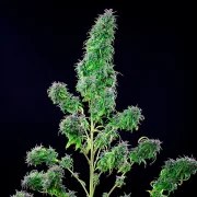 CBD Mix – product view 9