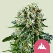 Critical Kush – product view 1