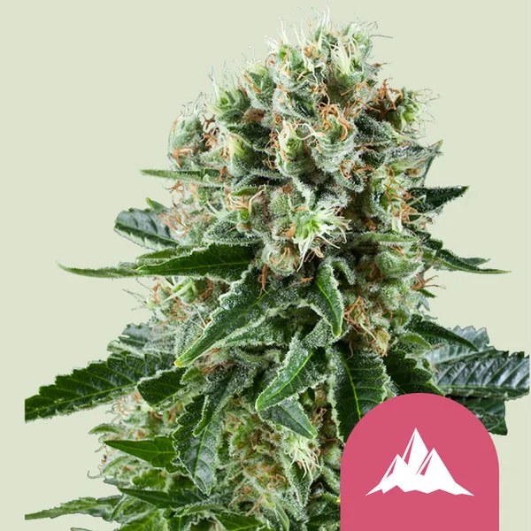 Critical Kush – product view 1