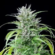 Critical Kush – product view 3