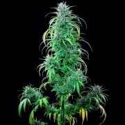 Critical Kush – product view 4