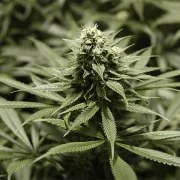 Critical Kush – product view 5