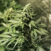 Critical Kush – product view 6
