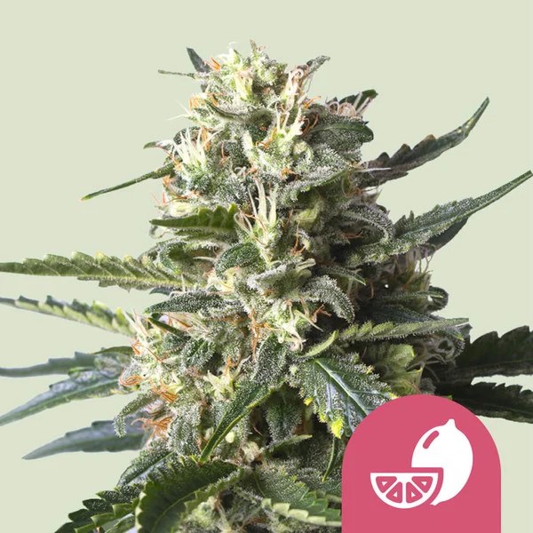Lemon Shining Silver Haze – product view 1