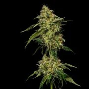 Lemon Shining Silver Haze – product view 2