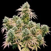 Lemon Shining Silver Haze – product view 3