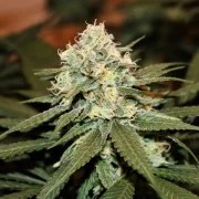 Lemon Shining Silver Haze – product view 4