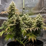 Lemon Shining Silver Haze – product view 5