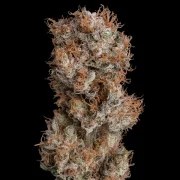 Lemon Shining Silver Haze – product view 6