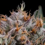 Lemon Shining Silver Haze – product view 7