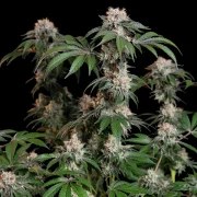 Lemon Shining Silver Haze – product view 8