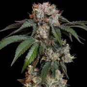 Lemon Shining Silver Haze – product view 9