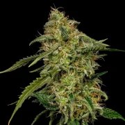 Lemon Shining Silver Haze – product view 10