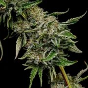 Lemon Shining Silver Haze – product view 11
