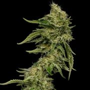 Lemon Shining Silver Haze – product view 12
