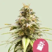 Chocolate Haze – product view 1