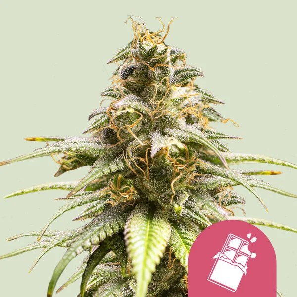 Chocolate Haze – product view 1
