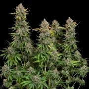 Chocolate Haze – product view 3