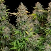 Chocolate Haze – product view 4