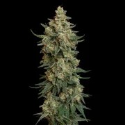 Chocolate Haze – product view 5