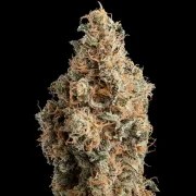 Chocolate Haze – product view 6