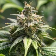 Chocolate Haze – product view 7