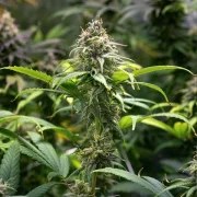 Chocolate Haze – product view 8