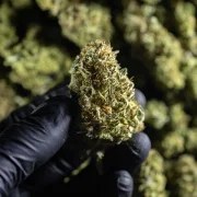 Chocolate Haze – product view 9