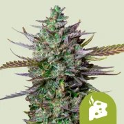 Blue Cheese Auto – product view 1