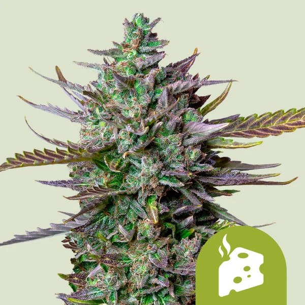 Blue Cheese Auto – product view 1