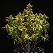 Blue Cheese Auto – product view 3