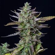 Blue Cheese Auto – product view 4