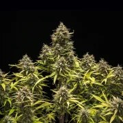 Blue Cheese Auto – product view 5