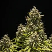 Blue Cheese Auto – product view 6