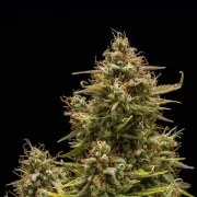 Blue Cheese Auto – product view 7