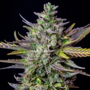 Blue Cheese Auto – product view 8