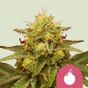 Royal Domina – product view 1