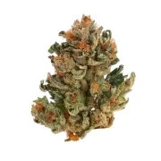 Royal Domina – product view 3