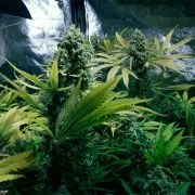 Royal Domina – product view 4