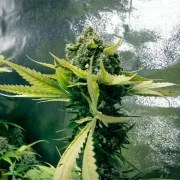Royal Domina – product view 5