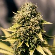 Royal Domina – product view 6