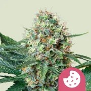 Royal Cookies – product view 1