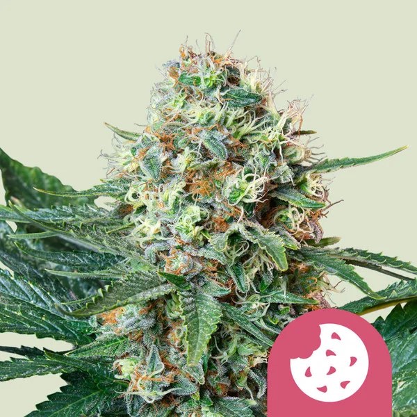Royal Cookies – product view 1