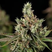Royal Cookies – product view 2
