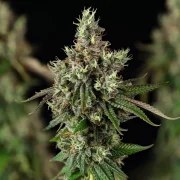 Royal Cookies – product view 3