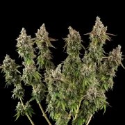 Royal Cookies – product view 4