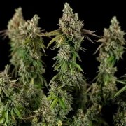 Royal Cookies – product view 5