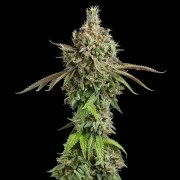 Royal Cookies – product view 6