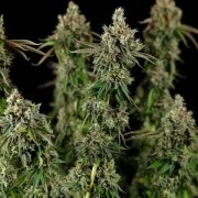 Royal Cookies – product view 7